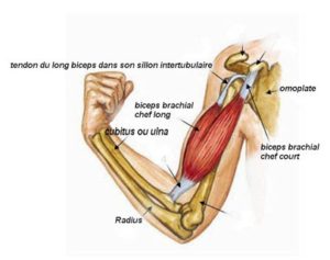 Plan des ùuscles du biceps