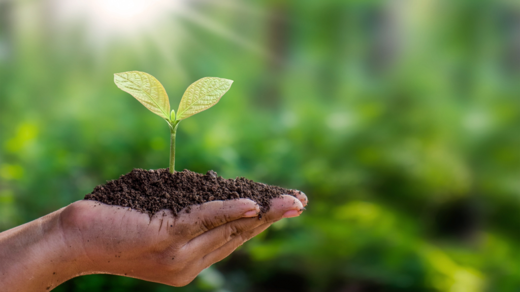 Main tenant une petite plante verte